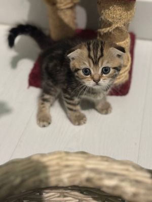 Котята скоттиш фолд
