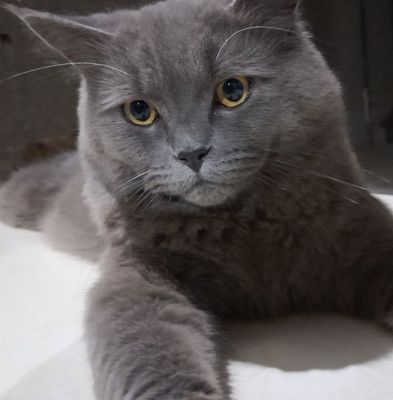 Британская короткошёрстная кошка