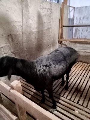 Куй сотилади кучкор 50 кг трик вазни уйда бокилган