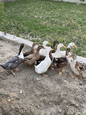 O’rdaklar sotiladi