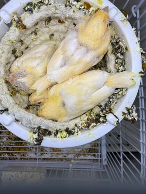 Kanareyka jojalari 1 oyli boladi sotiladi