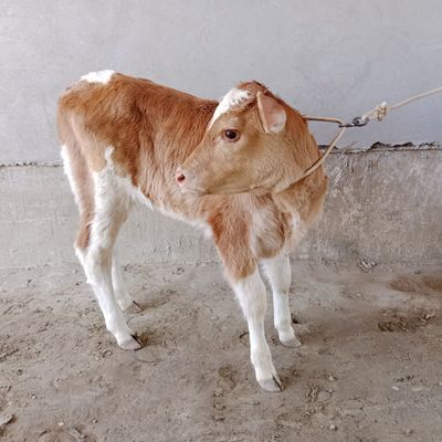 Ona bola sigir sotiladi yeb ichishi zoʻr 2chi