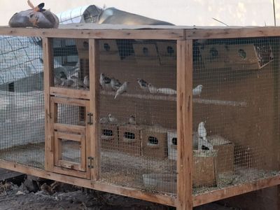 Amadinkalar soni 26 dona qafasi bilan sotiladi