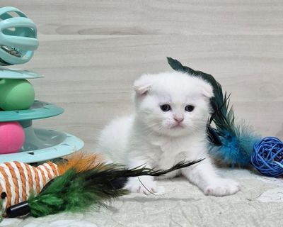 Серебристая шиншилла