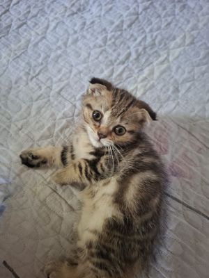 Продаётся котёнок вислаушка