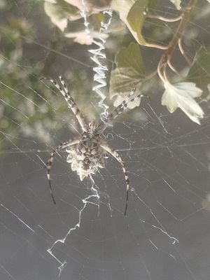 Argiope lobata oʻrgimchak sotiladi