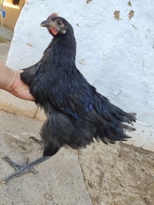 Gigant Jersi joʻjalar