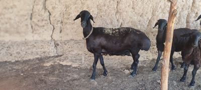 Ona qoʻy sotiladi