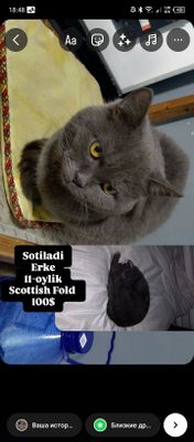 Scottish Fold erkak