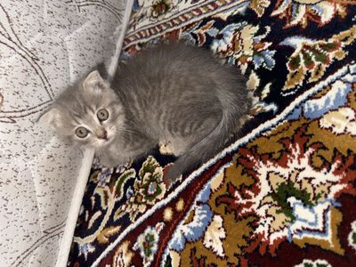 Скотиш фолд котята