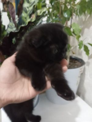 Soğlom. mushuk..
