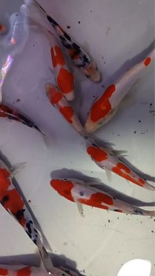 Коя рыбки для прудов