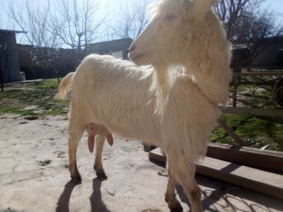 Eshki sogladi 2 litr sut beradi 2 ta erkak bolasi bor yaxshi