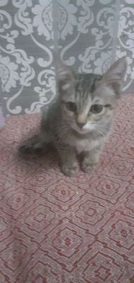 котята бесплатно в хорошие руки. лоток и еда.