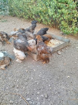 Xoroz tovuq jojala