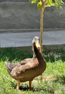 oʻrdaklar sotiladi narhi 80 000 soʻm kattalari ham kichiklari ham bor.