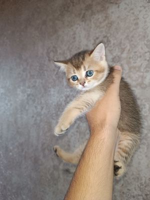 Продаются котята, породы золотистая шиншилла