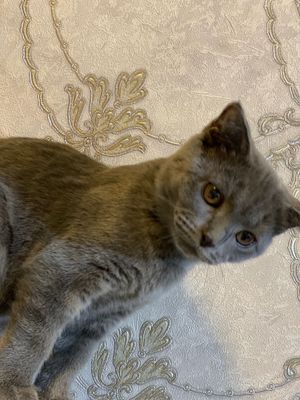 Кошка Барсел малинки
