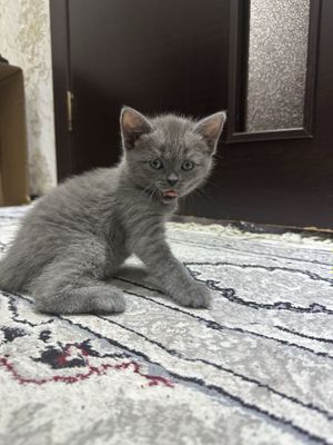 Mushuk toza qon кошка британская