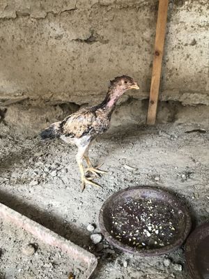 Shamo jojala sotiladi