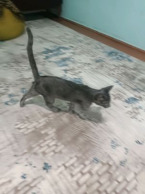 korat muwugi