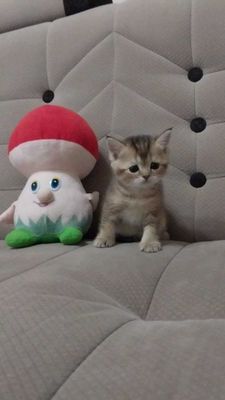 Продаются котята скоттиш, скоттиш фолд, скоттиш страйт ( шиншилла ).