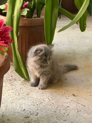 шотландские котята