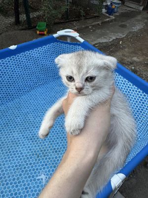 Продаются котята скотиш фолд и скотиш страйт.