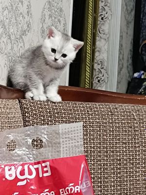 Котята скотиш страйт