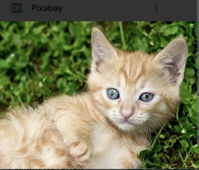 Котенок домашний