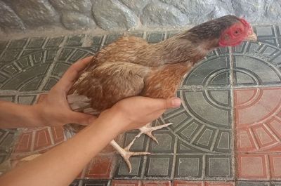 Кул макион сотилади тозаси