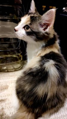 Котята сибирской пароды
