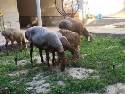 Арашан зотли куйлар сотилади