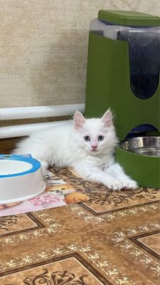 Продаются породистые котята