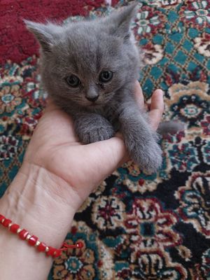 Продается кошки скотиш страйт