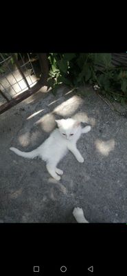 Продаётся котенок . Скотиш.