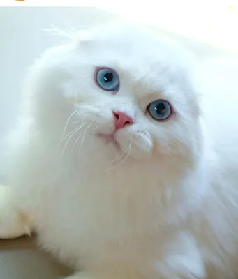 Кот по имени Арчи, жену хочет Швейцарский 500.000 вязки