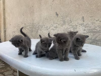 Британский мушукчалар сотилади