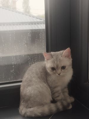 Отдам даром кота породистый
