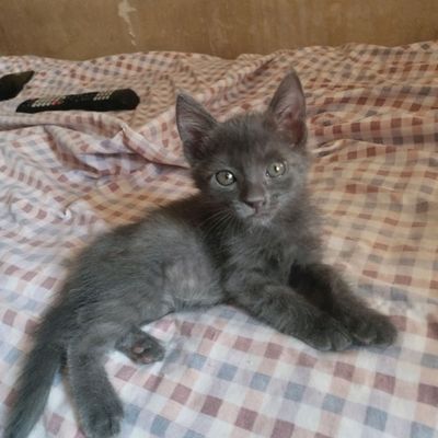 Пристраиваю котят в хорошие руки