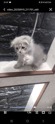 Mushuk sotiladi..