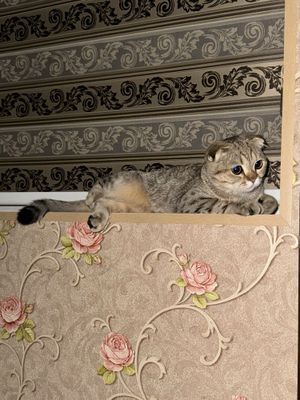 Вязка. Кот шотландский вислоухий