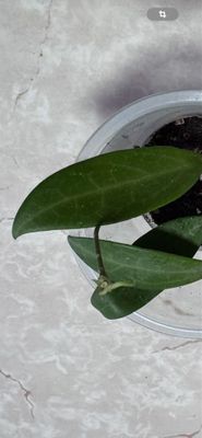 Хойя hoya ilagiorum