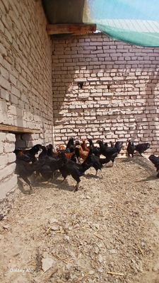 Кара шахзода жужалар сотилади