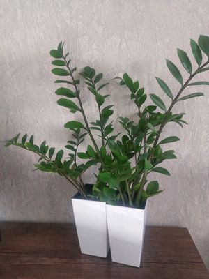 Замиоулькас 2шт в горшках