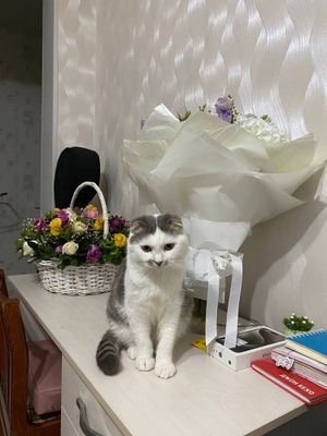 Скотш фолд