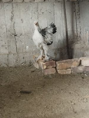 Svetliy brama jujalari sotiladi