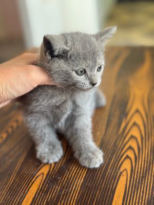 Продается котик 1,5 месяц