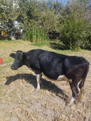 Sigir sotiladi chorney pyostra zotli