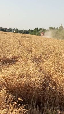 Бугдой сотилади олий нав нархи 3250